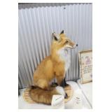 Red Fox Mount 