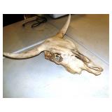 Cow Skull