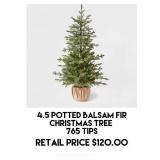 4.5 Potted Balsam Fir Christmas Tree