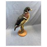 Taxidermy Drake Wood Duck Mount on Wood Base