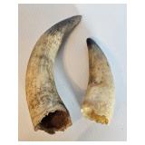 2-COW HORNS