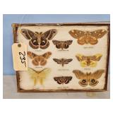 BUTTERFLY COLLECTION