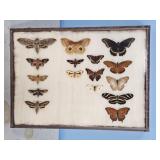 BUTTERYFLY COLLECTION