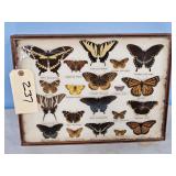 BUTTERFLY COLLECTION