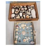 VARIETY OF SEA SHELLS