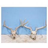 Deer Antler Mounts - Skull Mount, Taxidermy
