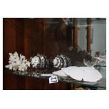 OCEAN SHELLS & SAND DOLLARS