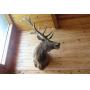 6X6 ELK MOUNT