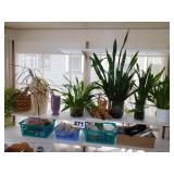 TWO SHELVES OF PLANTS, ETC TWO SHELVES OF PLANTS, ETC