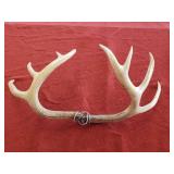 Vintage Pair of Unmounted Deer Horns