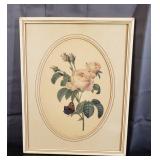 Hundred Leaved Rose Framed Illustration 12" x 15"