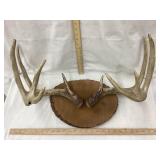 Deer Antler Mount On Wood, Approx 23" W x 12" T