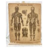 Vintage Muscular System Chart, Mounted On Foam