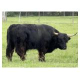 Highland Bull
