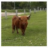 Highland Cow