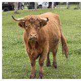 Highland Cow
