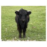 Highland Bull Calf