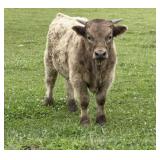 Highland Bull Calf