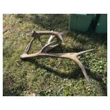 Elk Antlers
