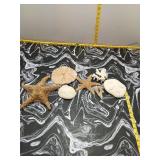 Beach Collection - Starfish, Sand Dollars, Coral