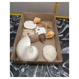 Seashells, Sand Dollars & Starfish Collection
