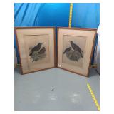 2 Merula Papuensis Vintage Bird Print Pair