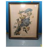 Audubon Blue Jay Print - Havell Engraving