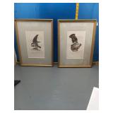 Audubon Red-tailed Buzzard Framed Print