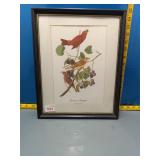 Summer Tanager Framed Bird Print