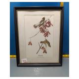 Bobolink Audubon Bird Print, Framed