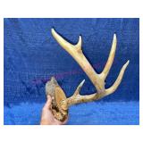 5pt Deer Antler