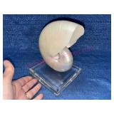 Nautilus polished 6in seashell on Lucite base