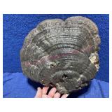 Huge old mushroom
