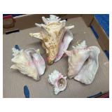 4 Conch Shells, Mixed Sizes