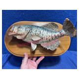 Taxidermy Crappie Fish Mounted On Wood Plaque
