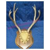 Deer Antlers Mounted on Wood Plaque