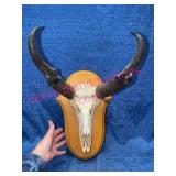 Mounted Bison Skull w/Horns & 1990 WY Game Tag