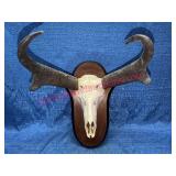 Mounted Antelope Skull w/Horns & Wood Plaque