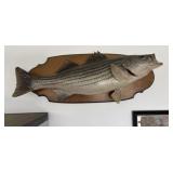 Mounted Striped Bass