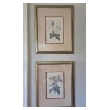 Framed Botanical Prints