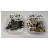 Petrified Wood, Coral, and Shell