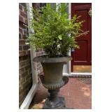 Cast Iron Planter B
