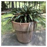 Extra-Large Clay Pot and Plant A