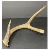 Deer Antler