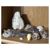 Collection of Shells