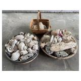 Seashell Collection