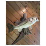 Taxidermy Wide Mouth Bass Mounted