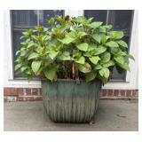 Ceramic Pot with Hydrangeas