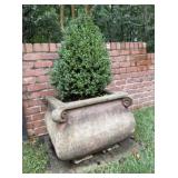 Concrete Planter with Evergreen A