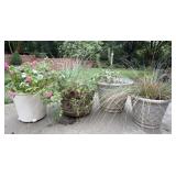 Four Plastic Planters with Plants